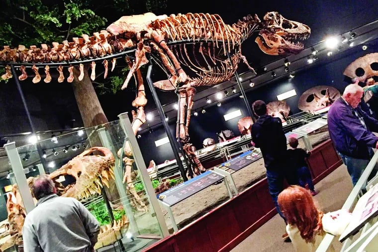 At the Siebel Dinosaur Complex, part of the Museum of the Rockies in Bozeman, Mont., a Tyrannosaurus rex looms over visitors. The dinosaur collection is introduced slowly, with a quiet section for families, a window where you can watch paleontologists, then, pow.