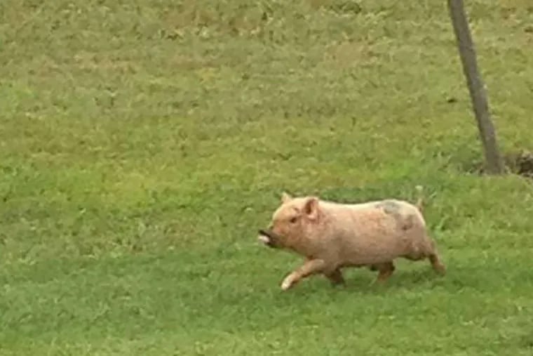 &quot;Kevin Bacon&quot; on a Facebook page while he was still on the lam. Gloucester County officers took this little piggy into custody Wednesday after being called to a property in Woolwich Township.
