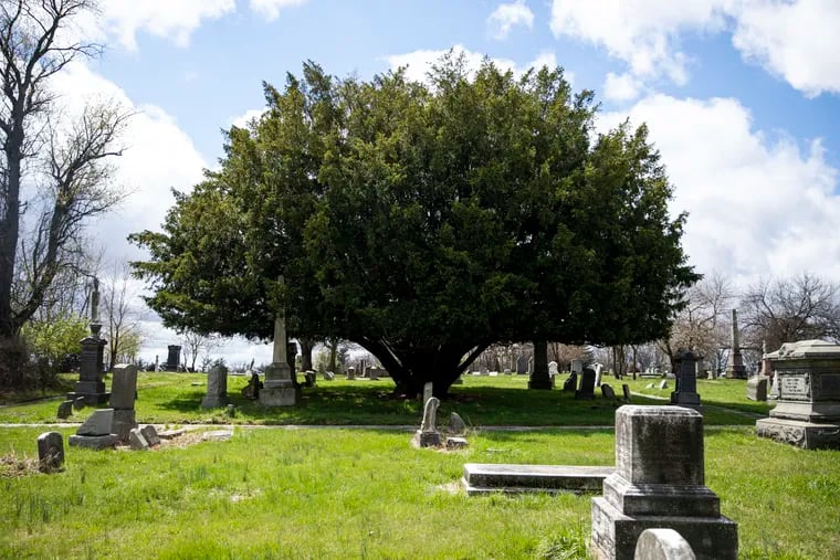 One of the largest Yew trees at Mount Moriah Cemetery in Philadelphia, photographed April 9.