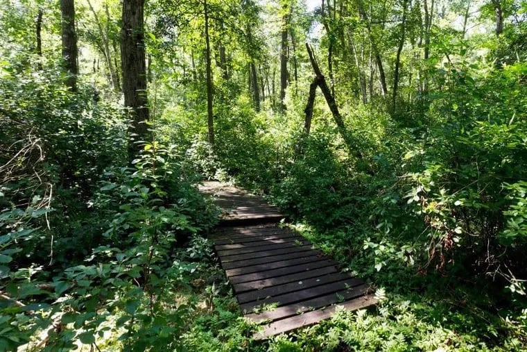 The New Jersey Conservation Foundation has added 202 acres of Pinelands property known as Blueberry Acres to its existing Evert Trail Preserve in the Pinelands, more than doubling the amount of preserved land there.