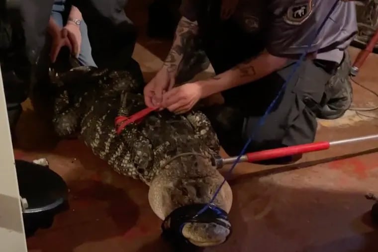 Workers secure an alligator that was rescued by ACCT Philly from a Hunting Park home on April 17, 2023.