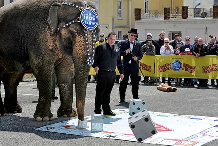 Dutchess, a 52-year-old, 4-1/2 ton Asian elephant with the Ringling Bros. and Barnum & Bailey Circus tosses the dice as she plays Monopoly on a 10’X10’ board with Atlantic City Mayor Don Guardian (right, in top hat) on Wednesday, April 23, 2014. Bret Carden (center) is the elephant's handler/trainer. ( TOM GRALISH / Staff Photographer )