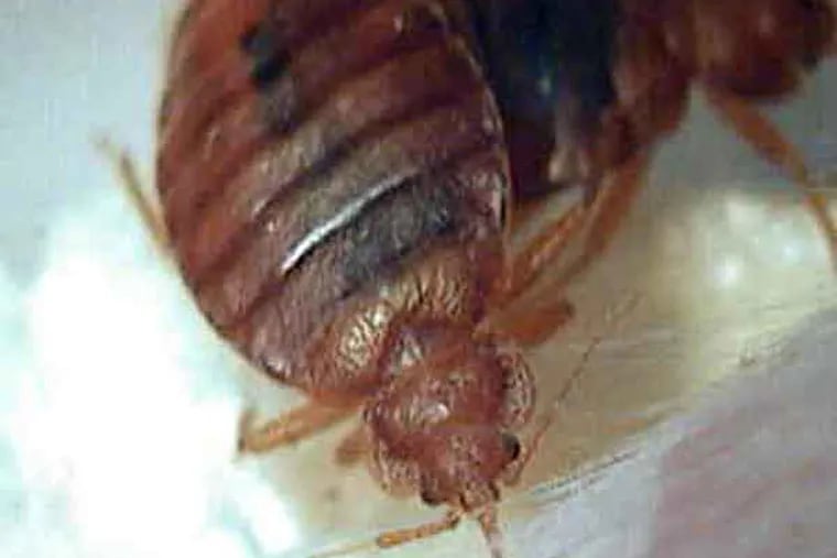 Bed bug feeding close-up