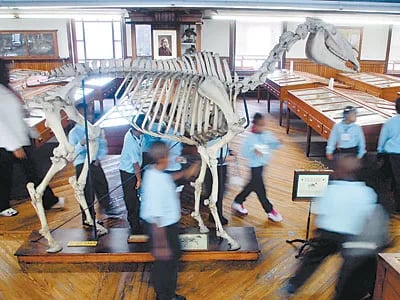 Skeleton of an English draft horse in the 19th century exhibition hall of the Wagner Free Institute of Science. 