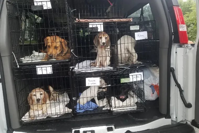 A van full of dogs Wags Rescue brought back from South Carolina ahead of Hurricane Florence.