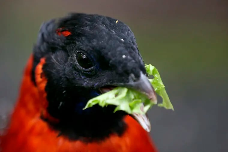 A satyr tragopan eats lettuce from Camden County during a feeding demonstration at the Philadelphia Zoo's Wings of Asia exhibit.