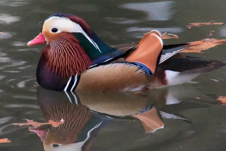 A Mandarin duck was spotted in Ridley Park in January.