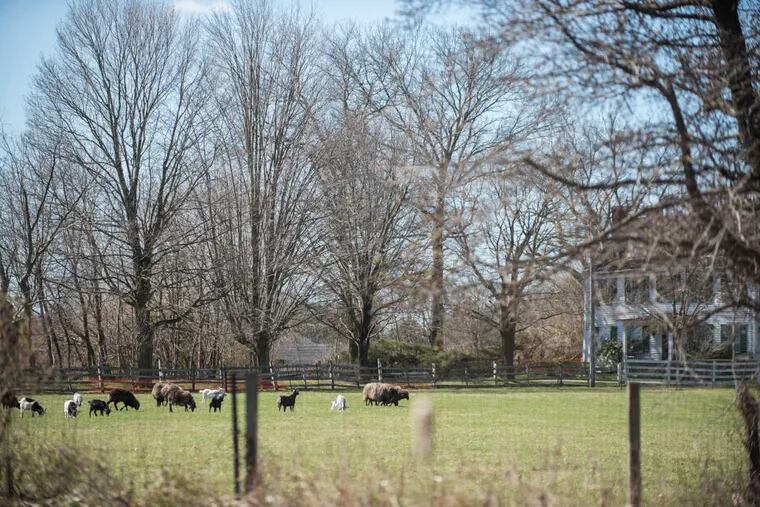 Livestock flock on the farmland at the Hogan Farm, the proposed site of a $1 billion Virtua Health campus  in Westampton, NJ.