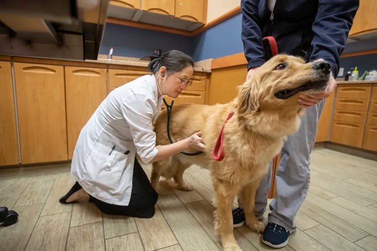 Jenny Kim, a veterinarian oncologist, listens to the heartbeat of Dannyboy, a labrador that she has treated with lymphoma, in the exam room at NorthStar VETS in Maple Shade Township.