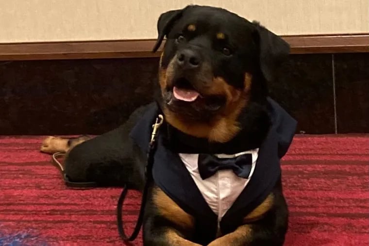 Axel, a Blackwood, N.J, therapy dog and a winner of a 2022 AKC Humane Fund Award of Canine Excellence, is enjoying a relaxed moment in his formal attire. Axel has received several accolades for his service to hospitals, schools, first responders, and others in need.