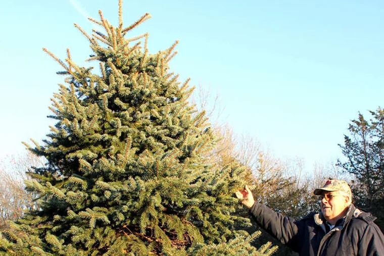 Growers like Jack Meegan may fetch about $20 per tree, $2 more than the last several years.
