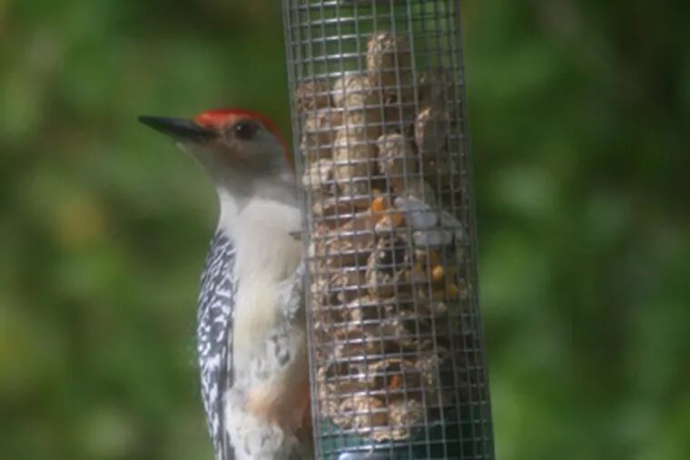 If you feed the birds, like this red-bellied woodpecker, they&#0039;ll count on you all winter.