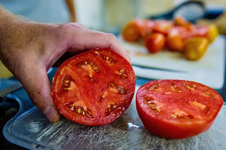 An example of the tomato that is being bred by scientists at Rutgers. JEFF FUSCO / For The Inquirer