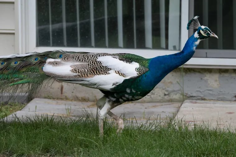 For six years, Harry, an adult peacock, has taken up residence in Malvern. Most residents aren’t bothered by the exotic bird, who perches on roofs and struts through backyards.