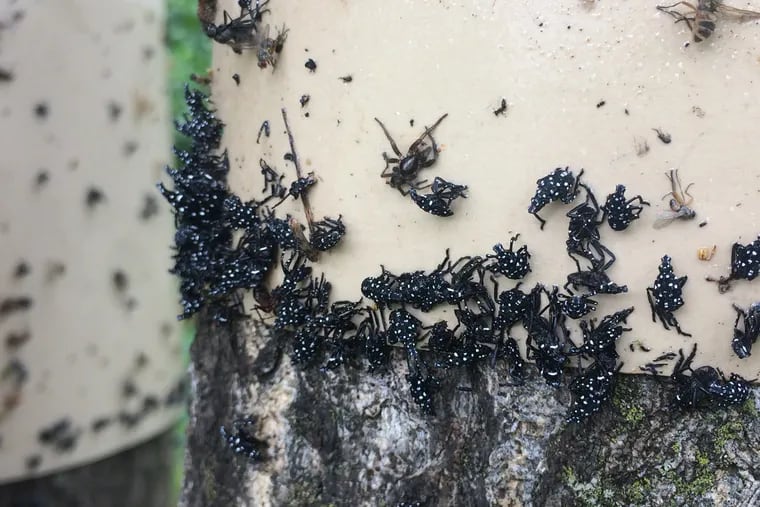 Spotted lanternfly nymphs are captured by a sticky tree band; this measure can harm other wildlife, so a wildlife barrier or circle trap is recommended. The nymphs have started to emerge in the Philadelphia region.