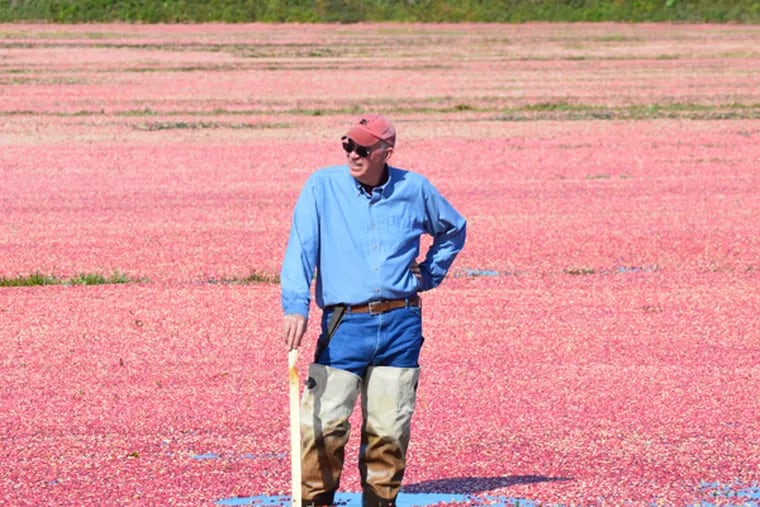 Bill Haines Jr., owner of the Pine Island Cranberry Co. in Chatsworth, Burlington County, in September during harvest. He's standing in a cranberry bog on his farm. (Photo by Stephanie Haines)