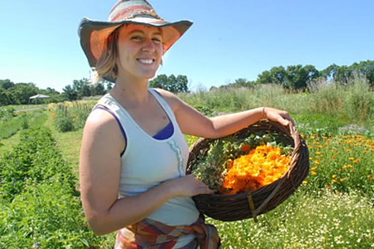 Elisabeth Weaver, cofounder of Lancaster Farmacy, offshoot of Lancaster Farm Fresh Cooperative, with a bountiful basket of calendula, chamomile, anise hyssop. (APRIL SAUL / Staff Photographer)