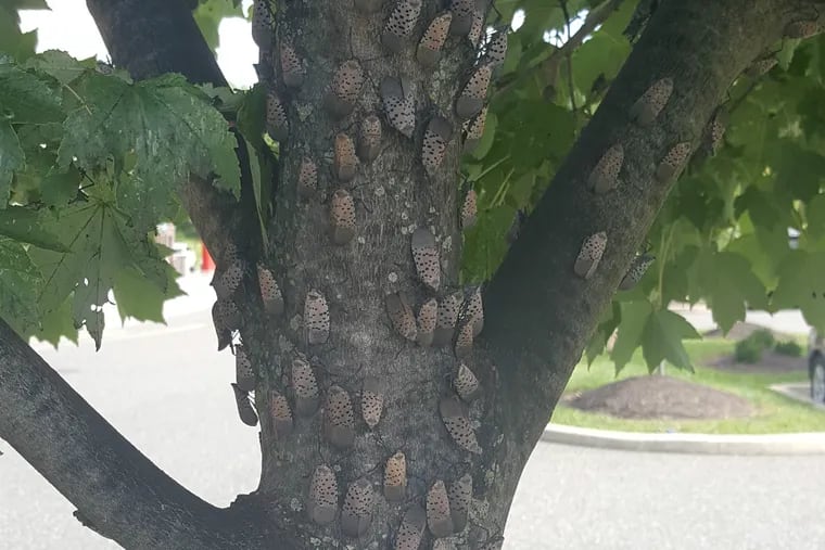 Spotted lanternfly infest a tree at a shopping center parking lot in West Pottsgrove, Pa. in late August, 2018.