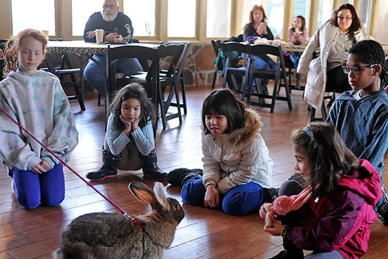 Guests meet a giant rabbit during the indoor part of the Elmwood Park Zoo's &quot;Breakfast With the Animals.&quot; Youngsters (from left) are: Faye DelGuidice, 10; Georgia, 8, and Sabrina Chao, 11; Katy Mallach, 6; and Noah Nettingham, 10. TOM GRALISH / Staff Photographer