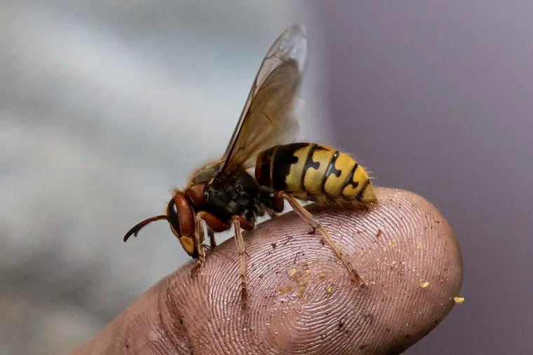 Don Shump, owner of Philadelphia Bee Co., shows a European hornet queen at Happy Hollow Playground in Philadelphia, Pa. on Tuesday, Sept. 26, 2023. Shump had a Shopvac full of hundreds European hornets and yellowjackets stolen from his truck.