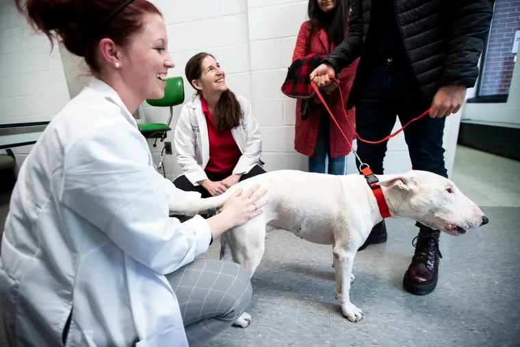 Rachel Williams, a small animal surgery resident, and Lillian Aronson, professor of surgery, greet Natalia Gomez, Felipe Sinisterra, and Billy, a bull terrier, for a follow-up appointment at Penn Vet in Philadelphia, Pa., on Monday, Feb. 3, 2020.