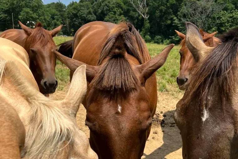 Striker (center), one of several horses at Walter B. Saul High School who had part of his mane cut last week. Philadelphia School District officials are "deeply concerned" about the incident.
