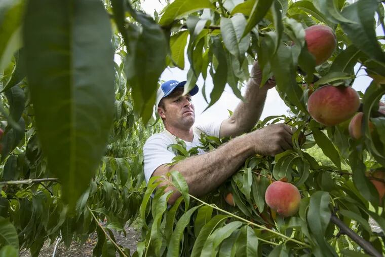 Matt Duffield picks peaches on July 19, 2017, in the orchards at Duffield’s Farm Market in Sewell