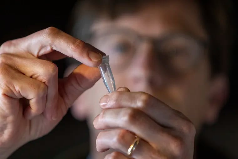 Colin Purrington, a retired Swarthmore College biology professor at his home in Swarthmore, holds a tube with a tiny wasp that he found in a dried fig from Trader Joe's.