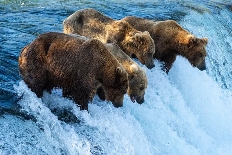Fat Bears line up at the Falls at Katmai National Park in Alaska. Fat Bear Week is upon us, where brown bears are celebrated as they prepare for hibernation season.