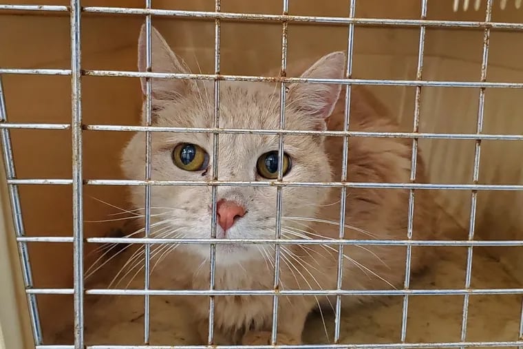 This cat was one of 33 rescued, along with three dogs, from a hotel room in Bensalem Township earlier this week, according to the Bucks County SPCA.