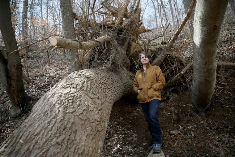 Peg Shaw, director of land management for the Friends of Wissahickon, stands next to a tulip poplar that fell onto a trail in Wissahickon Valley Park on Tuesday, March 6, 2018. Shaw estimated the tree to be 75 feet tall and about 70 years old before it was toppled by the recent winter storm. TIM TAI / Staff Photographer