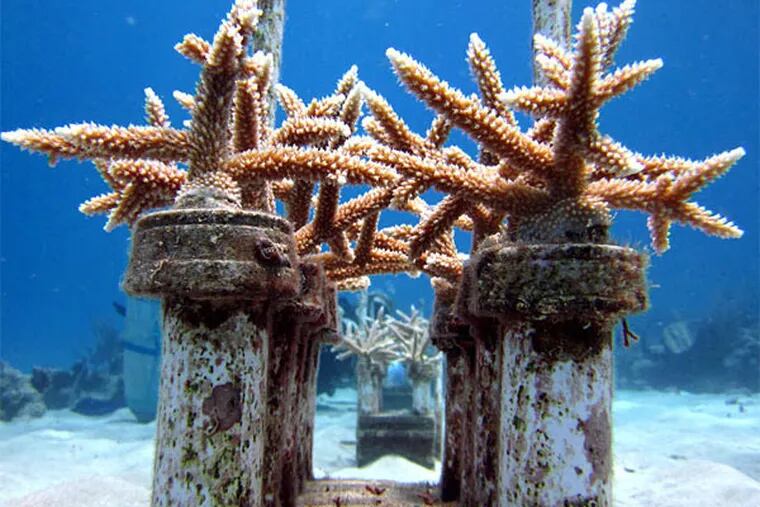 Coral grows in a coral reef nursery, part of a restoration program off Cane Bay, St. Croix, U.S. Virgin Islands, popular with snorkelers.