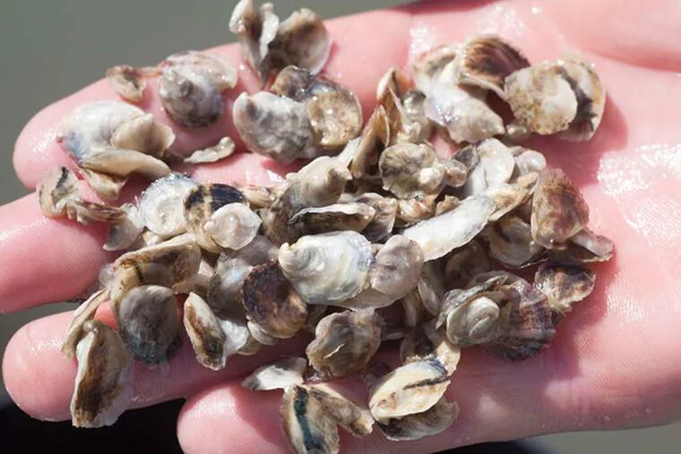 Farmer Marc Zitter with some oyster seeds.