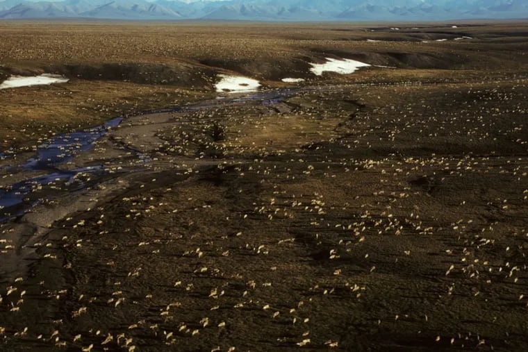 FILE – This undated aerial photo provided by U.S. Fish and Wildlife Service shows a herd of caribou on the Arctic National Wildlife Refuge in northeast Alaska.