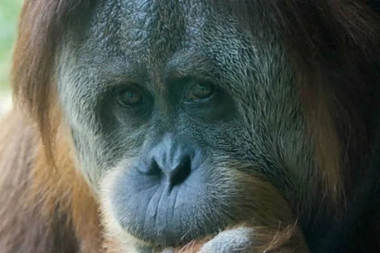 Tua, the mother Sumatran orangutan at the Philadelphia Zoo, seen here in a recent, but undated photo.