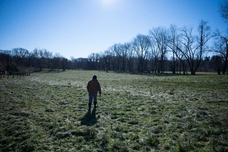 Farmer Fernando Rodriguez walks across a field to check on his cows at Fox Chase Farm.
