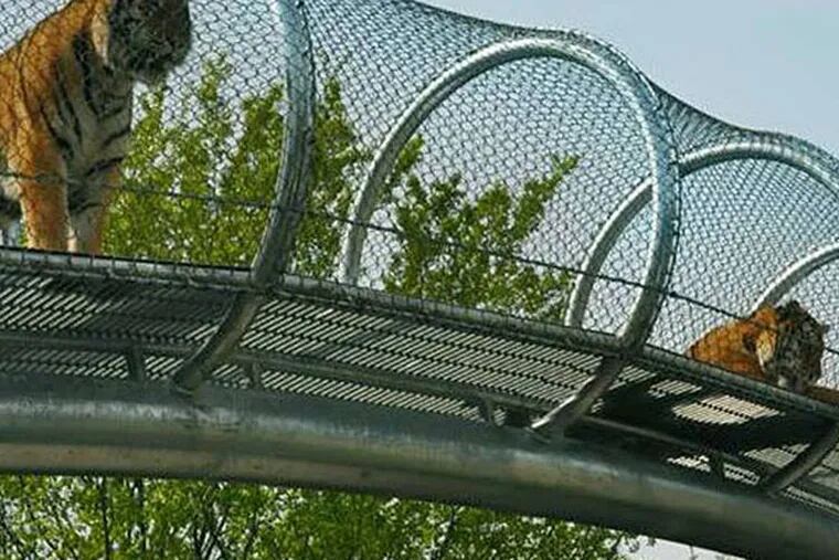 The Philadelphia Zoo's Big Cat Crossing, featuring a 330-foot-long mesh overhead enclosure, opens Saturday as part of an extension of the Zoo360 Animal Exploration trail.