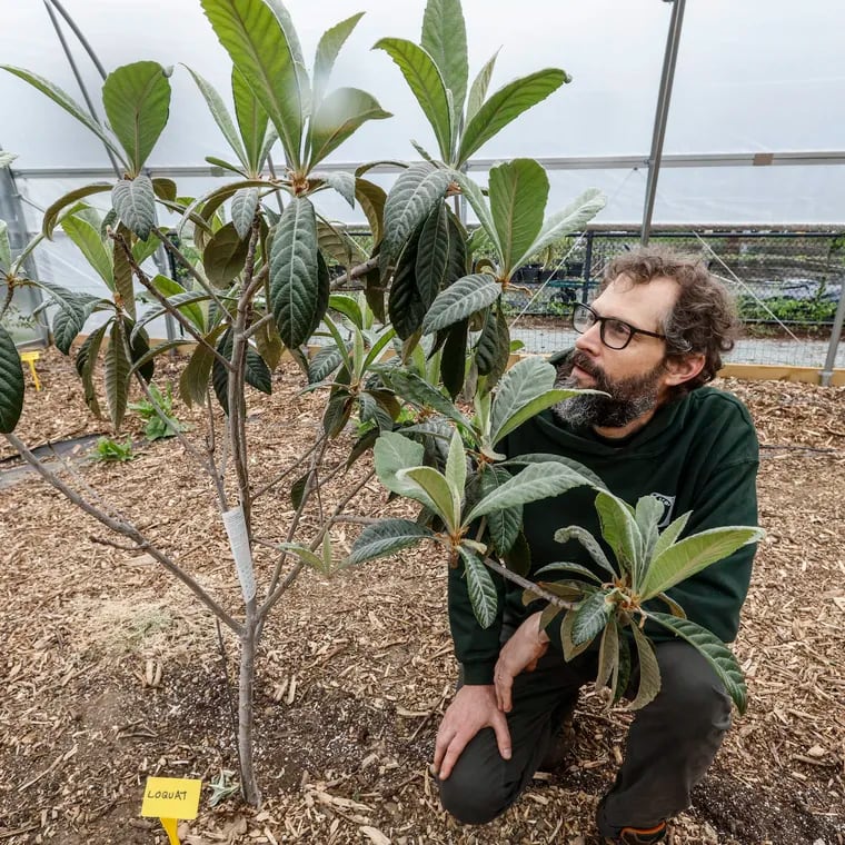 Phil Forsyth, the Orchard Project’s co-executive director, poses with a loquat tree in one of the new high tunnel unheated greenhouses at the Woodlands estate.  Forsyth and his colleagues are experimenting with growing fruits typically native to warmer climates now that Philadelphia's temperatures have risen amid climate change.