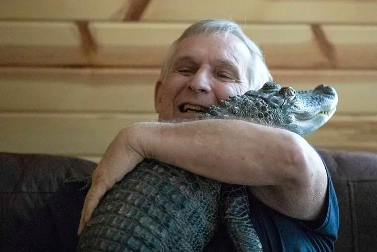 Joie Henney, 65, hugs his emotional support alligator named WallyGator inside their home in York Haven, Pa. on Tuesday, Jan. 22, 2019.  Henney said he received approval from his doctor to use WallyGator as his emotional support animal after not wanting to go on medication for depression.