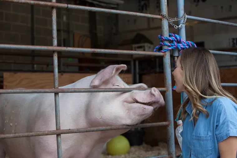 Jen Utley and PSPCA officially launched their Barn Animal Fund to support barn animals that have been rescued from abuse situations. Miss Piggy is one of those animals.