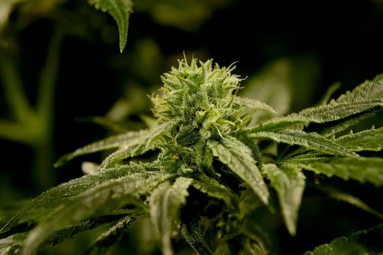 In this Friday, March 22, 2019 photo, a bud is seen on a marijuana plant at Compassionate Care Foundation's medical marijuana dispensary in Egg Harbor Township, N.J. Lawmakers will vote on a measure that could make New Jersey the 11th state to legalize recreational marijuana for adults. (AP Photo/Julio Cortez)