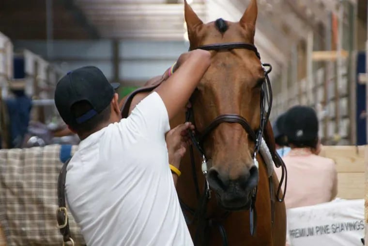A stable hand readies a horse for the show. (BETH KEPHART)