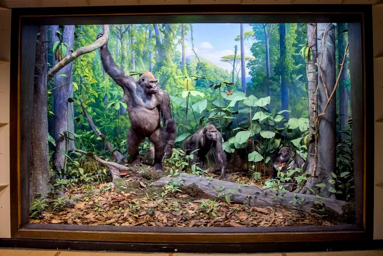 The newly restored gorilla diorama at the Academy of Natural Science, awaiting its public reopening Sept. 20.