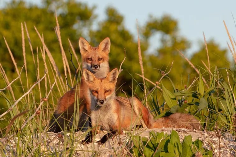 Many Briganteeners adore the red foxes that roam their beaches, but the foxes are also the target of predator management conducted by the DEP.