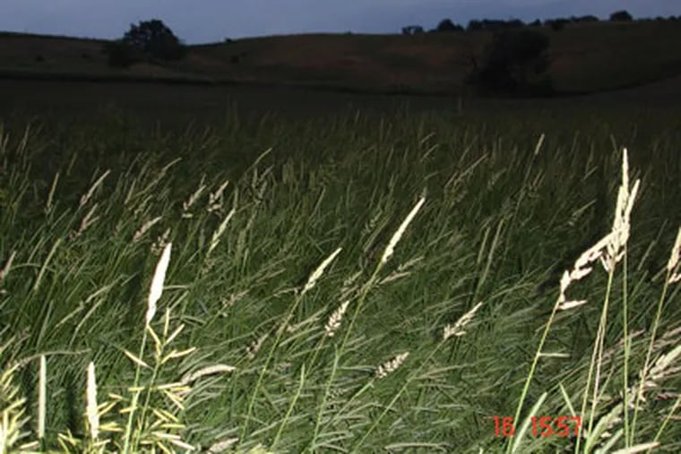 A depression in a wheat field in Duncansville, Blair County, Pa., photographed on June 6, 2008. Evidence of a UFO landing?