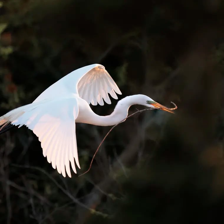 An American Great Egret carries material to build a nest at the rookery, by the Roy Gillian Ocean City Welcome Center, on the 9th Street causeway over the Great Egg Harbor Bay in Ocean City, N.J. on Saturday.