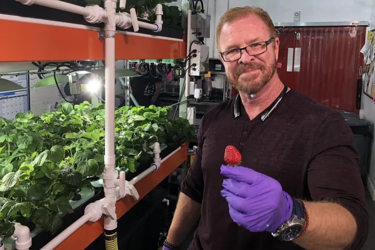 Jack Griffin shows off the sweet December strawberries growing in South Philly’s Metropolis Farms'