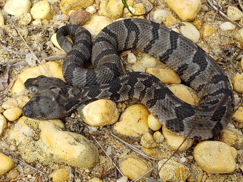 Two-headed timber rattlesnake found in New Jersey pine barrens