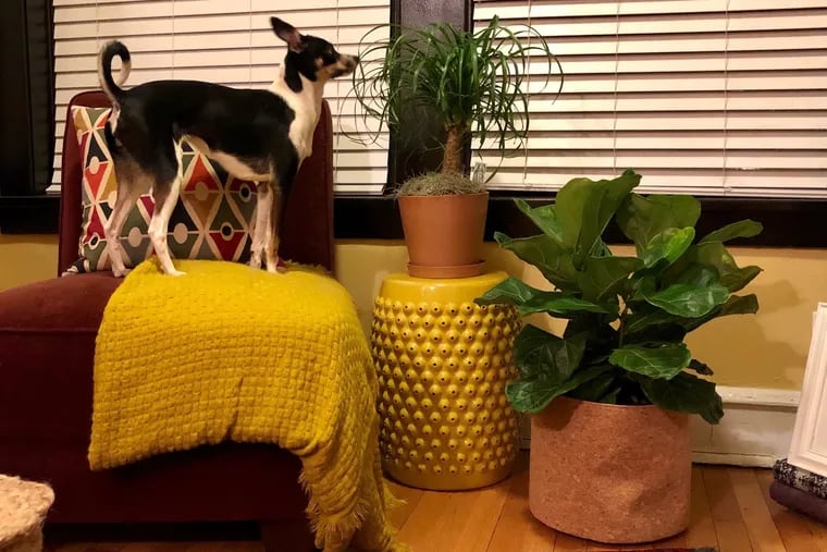 Plants and pets can co-exist -- but make sure you are on the same page.