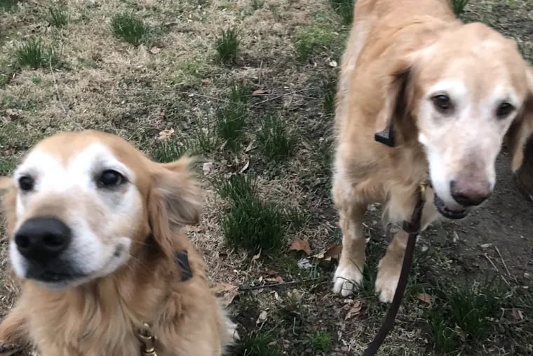 Major (right), enjoying his first postsurgery walk with his little brother, Max.